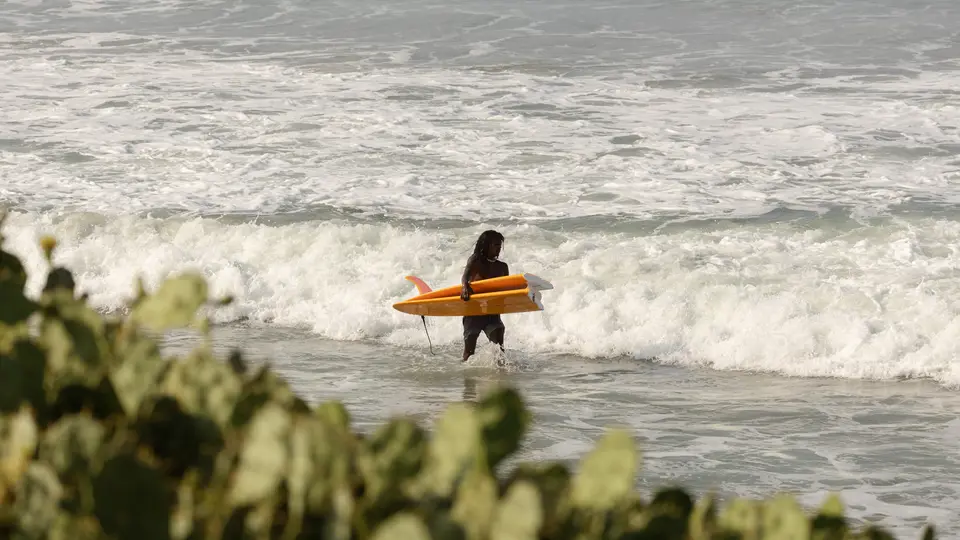 A surfer wading out through white water holding a yellow board, beach shrubs in the foreground